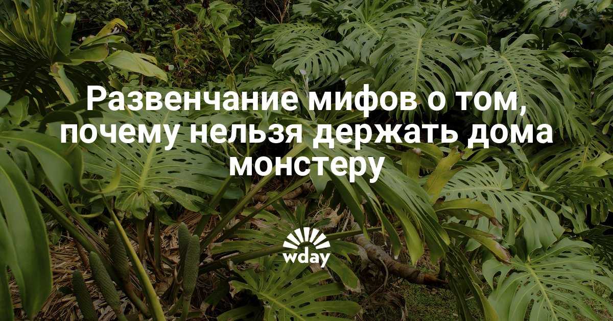 Монстера — необычное «чудовище». уход, выращивание, размножение, виды. фото — ботаничка